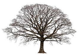 Pin By Bianca De Sa On Png Oak Tree Silhouette Tattoo Oak Tree Silhouette Tree Silhouette Tattoo