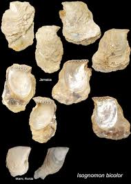 Image result for Isoglossa vulcanicola