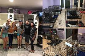 Support & donate help man's best friend! Delta Omega Beta Upsilon Chapter College Of Public Health And Health Professions University Of Florida