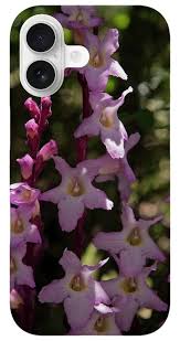 Image result for Harveya