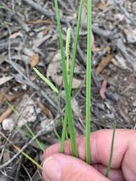 Image result for Paspalum scrobiculatum