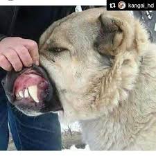 Pin By Yavuzbalik On Caes Kangal Dog Alabai Dog Dogs