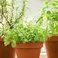 Windowsill Herbs — Dodge County Master Gardener Association
