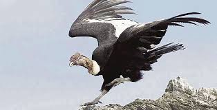El condor, una víctima más