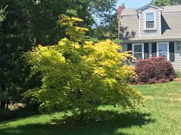 We did not find results for: Katsura Gardens Acer Shirasawanum Autumn Moon Japanese Maple Facebook