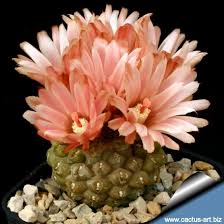 Image result for Nesaea rautanenii