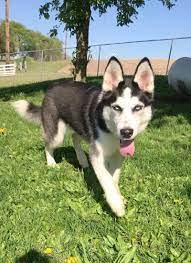 Adopt Attu On Petfinder Husky Cute Dogs Breeds Siberian Husky