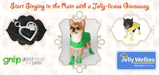 Cold Weather Is Here Protect Your Pets With Jelly Wellies