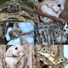 السنجاب الياباني سبحان الله الذي خلق كل شيء Animals Hamster