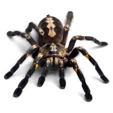 Realistic Tarantula Tattoo Design Spider Tattoo Spider Art 3d Spider Tattoo