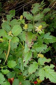 Image result for Rubus rosifolius