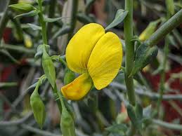 Image result for Crotalaria onobrychis
