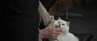 From russia with love (anthony dawson as blofeld). Blofeld Gifs Get The Best Gif On Giphy