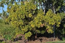 Image result for Acacia auriculiformis