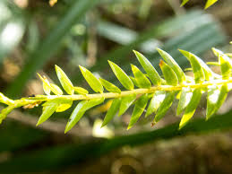 Image result for Lycopodiaceae