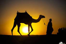 Spend a day on the back of your camel on the way to our desert camp where. An Egyptian Man Silhouetted By The Setting Sun Leads A Camel Across The Desert Cairo Egypt Pacificstock