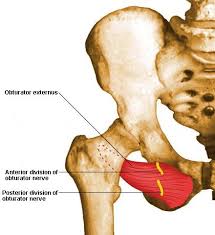 The muscular walls of your intestines contract to push food through your body. Flashcards Table On Anatomy Of Muscles Anatomy Flashcards Muscle Anatomy Anatomy