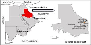 Image result for Agelanthus lugardii