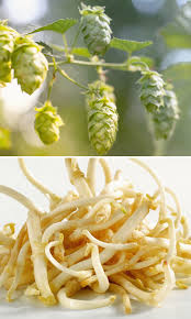 Deze witte knapperige jonge loten van de hoppepla. Hopscheuten Bijzonder Lekker Maar Zeldzaam En Delicaat
