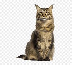 Free Png Cat Png Images Transparent Transparent Background Cat Png Png Download 480x679 2661939 Pngfind