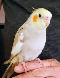 Cinnamon Cockatiel Pet Birds Best Pet Birds Cockatiel