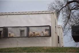 Clark st., and found a door open and a lock box missing, chicago police said. Chicago Pet Stores Linked To Puppy Mills Romp Rescue Chicago