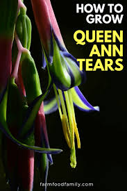 Queen's kypsyy bromeliad (bilbergia nutans) on sateenkaarenvärinen trooppinen kasvi, joka tuottaa pystysuoria trumpettimaisia, harmahtavan vihreitä lehtiä. How To Grow Queen Ann Tears Billbergia Nutans Farmfoodfamily