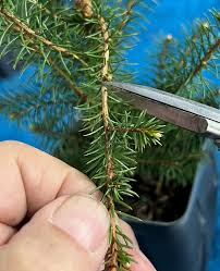 Creating An Ezo Spruce Forest