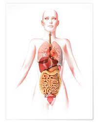 The internal parts of female sexual anatomy (or what's typically referred to as female) include: Anatomy Of The Female Body With Internal Organs Posters And Prints Posterlounge Com