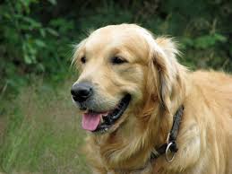 How Much Does a Golden Retriever Bark?