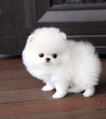 We also offer a unique selection of designer dog collars, clothes, carriers and beds for the pampered pet. Royal Teacup Puppies Pomeranian Puppy Teacup Pomeranian Puppy Pomeranian Puppy For Sale
