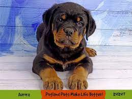 The rottweiler's ancestors were the drover's dogs accompanying the herds the romans brought with them when invading europe. Rottweiler Puppies Petland Pets Puppies Chicago Illinois