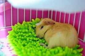 Pin On Animals