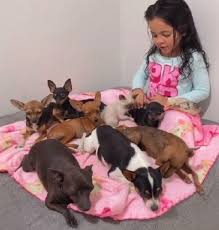 Acreana de 5 anos grava vídeos fazendo cachorros dormirem e acumula milhões  de visualizações: encantadora de pinscher | Acre | G1
