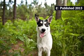 Shop wayfair for a zillion things home across all styles and budgets. Dna Backs Lore On Pre Columbian Dogs The New York Times