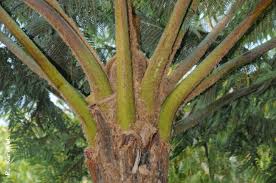 Image result for Cyathea cf. humilis