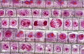 Thus, we can understand why cells are known as the structural and functional unit. Comparison Between Mitosis And Meiosis Processes