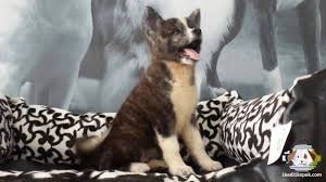 Satilik Akita Inu Yavrularimiz Gelmistir Satilik Akita Inu Yavrularimiz Gelmistir Kopek Kopekseverler Kopeksahiplendirme Kopekyavrusu Evcilhayvan