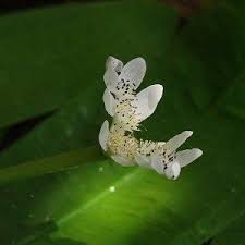 Image result for Aponogetonaceae