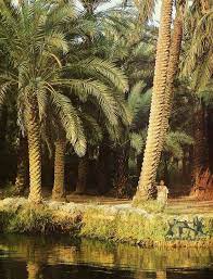 palms nature images baghdad iraq palm