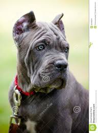 Black Blue Cane Corso Puppies For Sale Cane Corso Rare Colors Images Pictures Becuo Cane Corso Cane Corso Puppies Blue Cane Corso Puppies