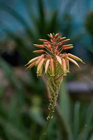 Image result for Aloe zebrina