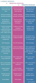 difference between cardiac skeletal and smooth muscle