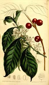 Image result for Coffea mufindiensis