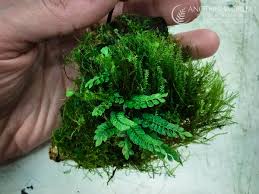Image result for Asplenium macrophlebium