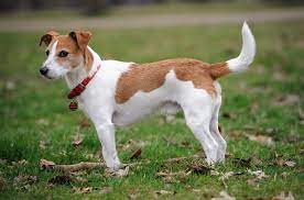 Parson Russell Terrier Information And Pictures Petguide
