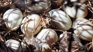 We did not find results for: Selamatkan Telur Bebek Perempuan Amerika Membawanya Di Dalam Bra Selama 35 Hari Lifestyle Liputan6 Com