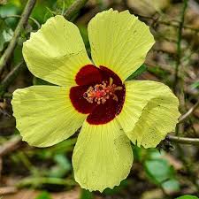 Image result for Hibiscus surattensis