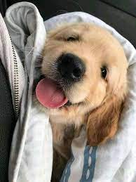 Tongue Cuccioli Di Cani