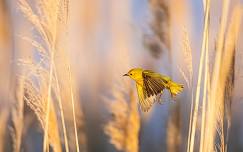 Early Bird Walk: Summer Songs and Shorebirds